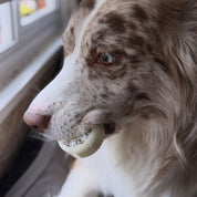 Ruedas Bones Jhanka Vato Dog Sidecut X-99